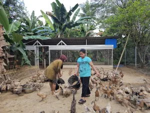 Perkuat Ekonomi dan Ketahanan Pangan, Pertamina Patra Niaga Sulawesi Kembangkan Budidaya Bebek Petelur di Maros