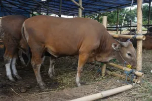 Pemprov Sulbar bersama16 OPD Kurban Jelang Idul Adha, Bakal Dibagikan ke Masyarakat dan Daerah Terdampak Stunting