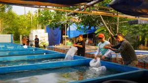 lDKP Sulbar Gandeng UPR, Gelontorkan Ribuan Bibit Nila untuk Warga Pasangkayu dan Mamuju Tengah